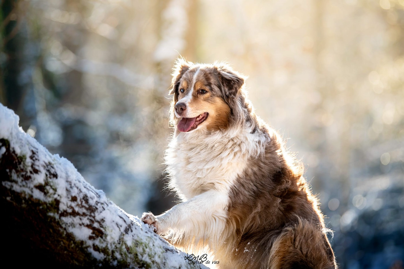 Ginny Des Bergers D'eden