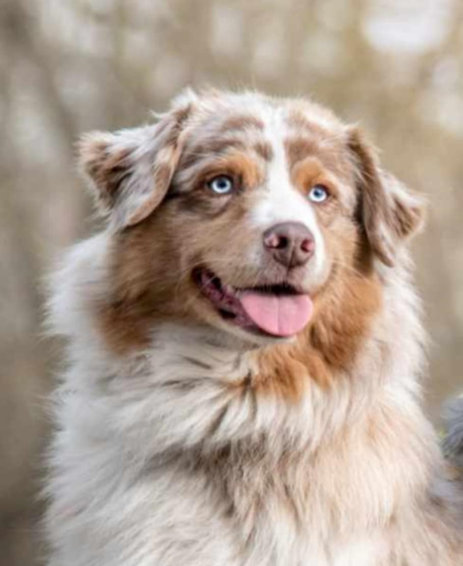 Mimosa Des Reves d'Akuna