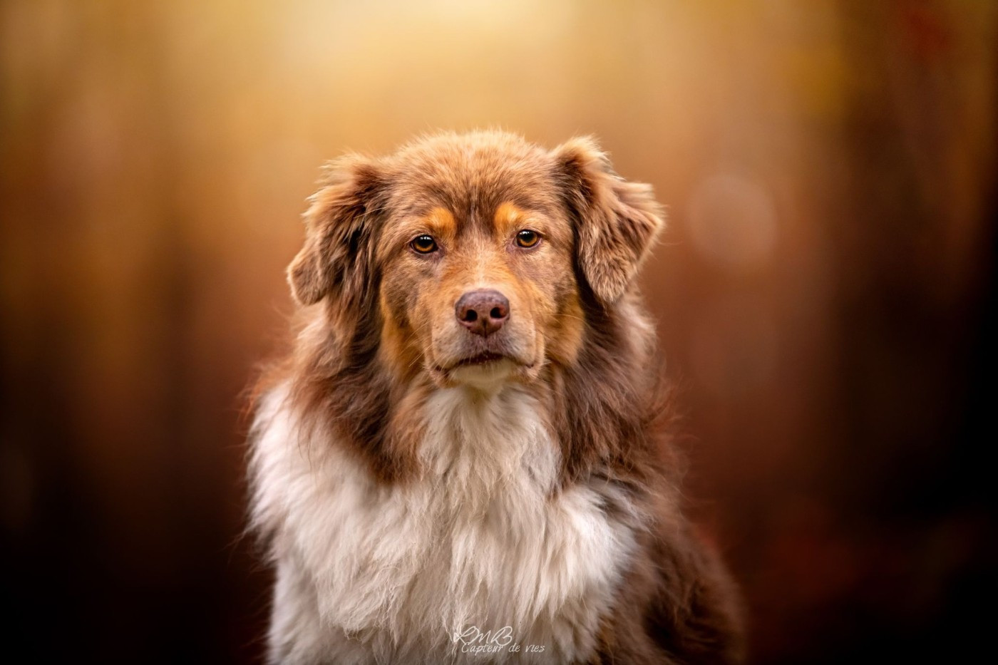 Larena Des Reves d'Akuna