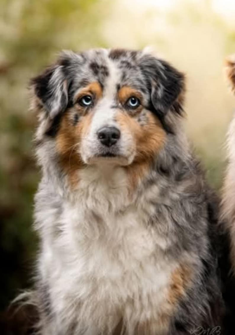 Ikaïa Des Reves d'Akuna