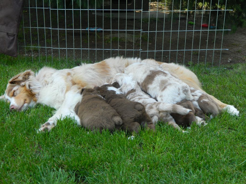 Chiot Berger Australien Des Reves d'Akuna