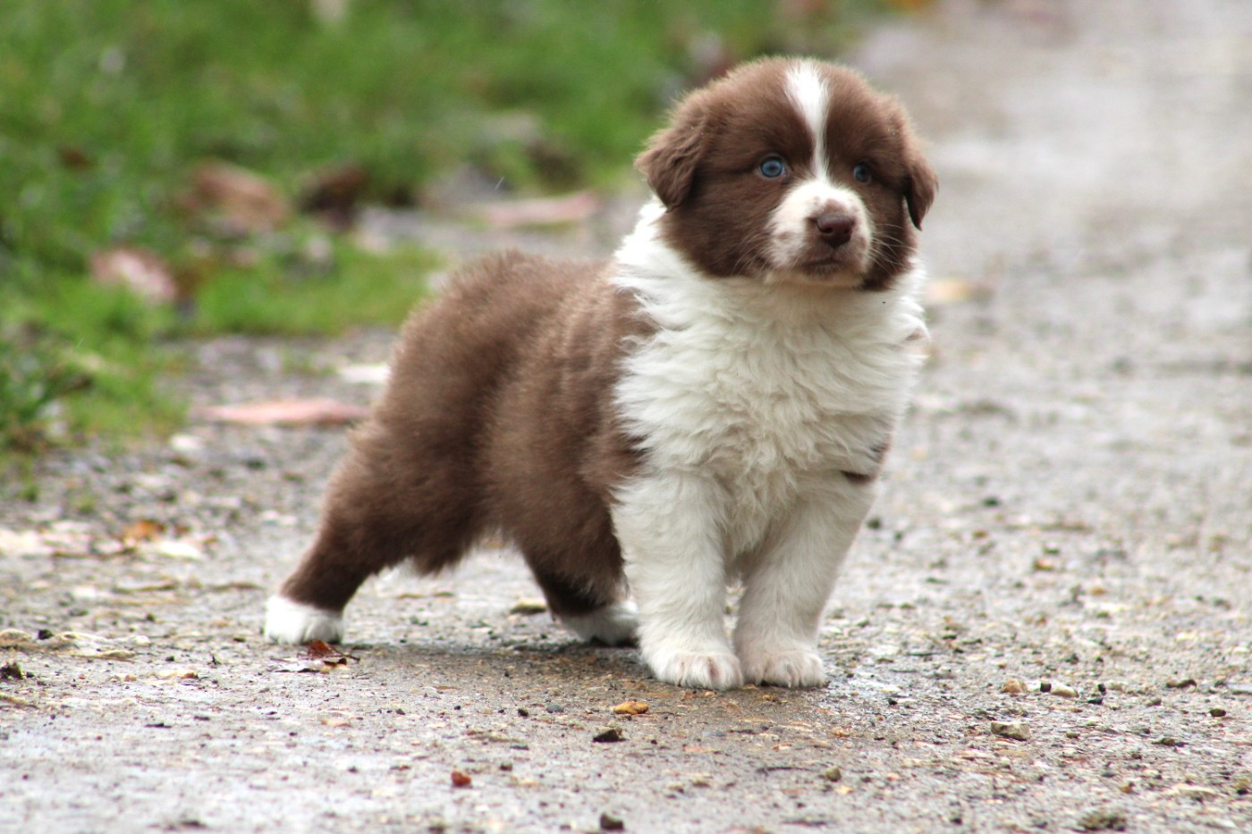 Des Reves d'Akuna - Chiots disponibles - Berger Australien