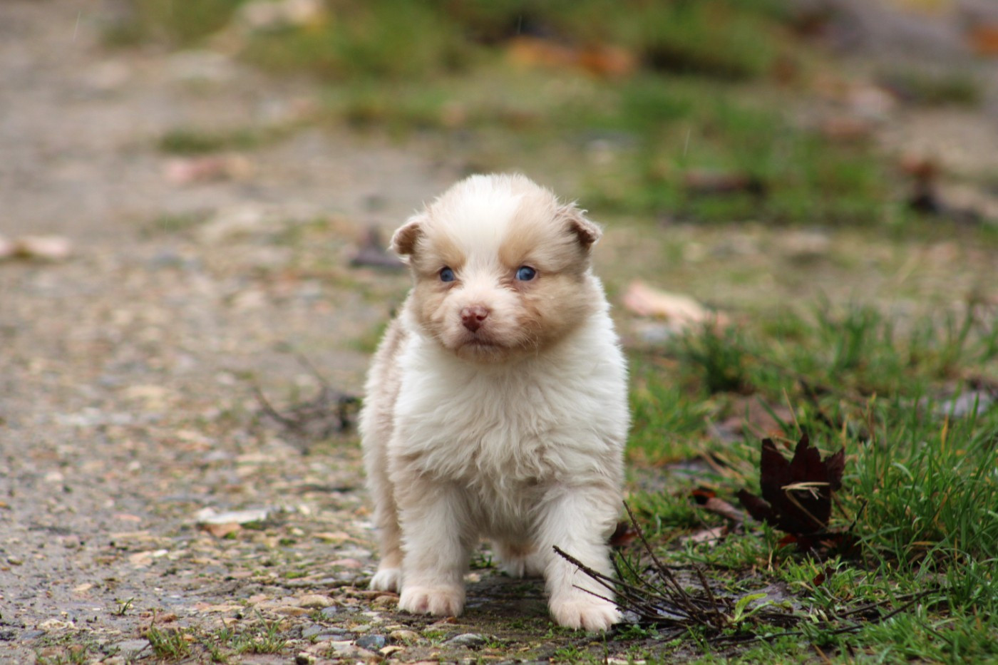 Des Reves d'Akuna - Chiots disponibles - Berger Australien