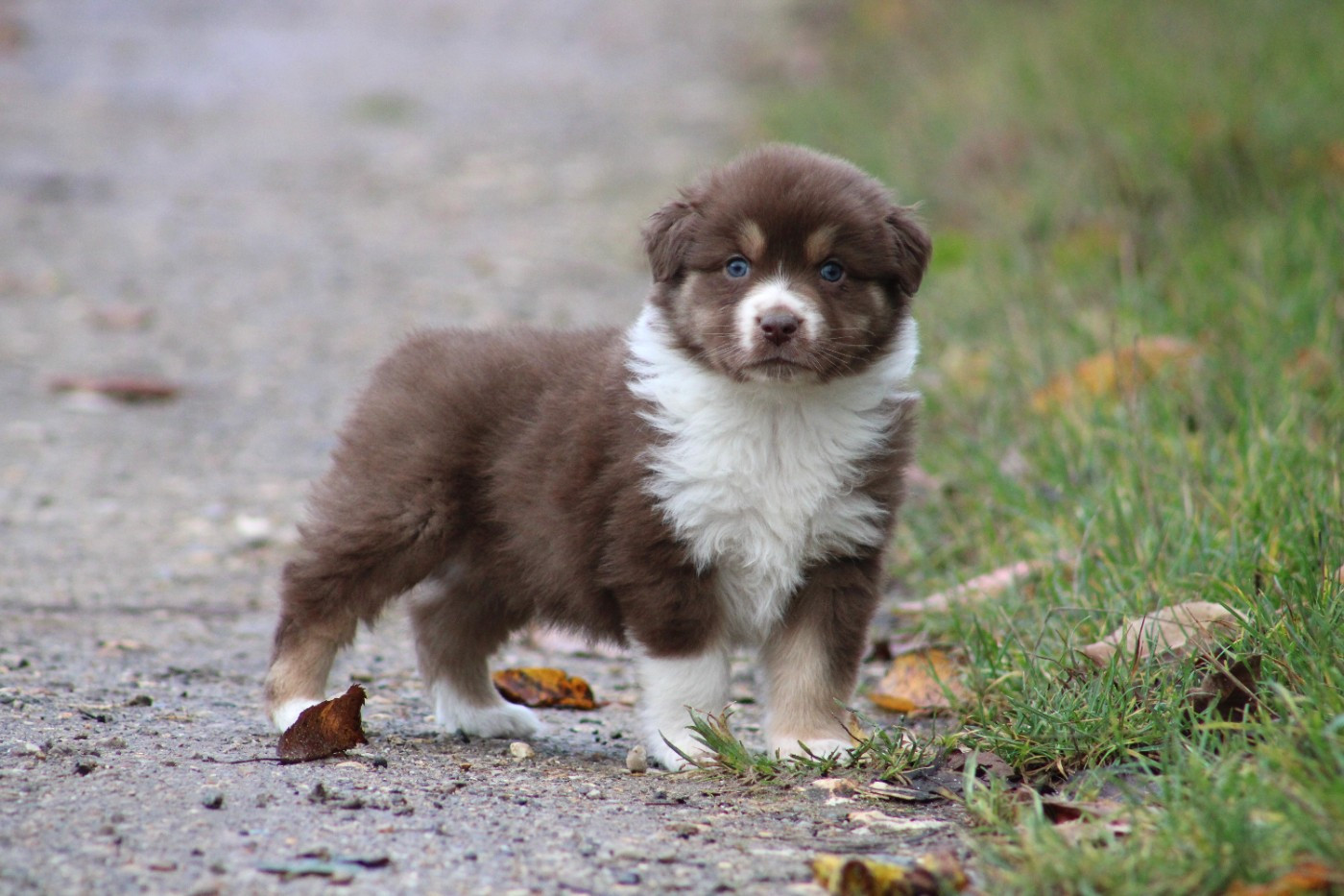 Des Reves d'Akuna - Chiots disponibles - Berger Australien