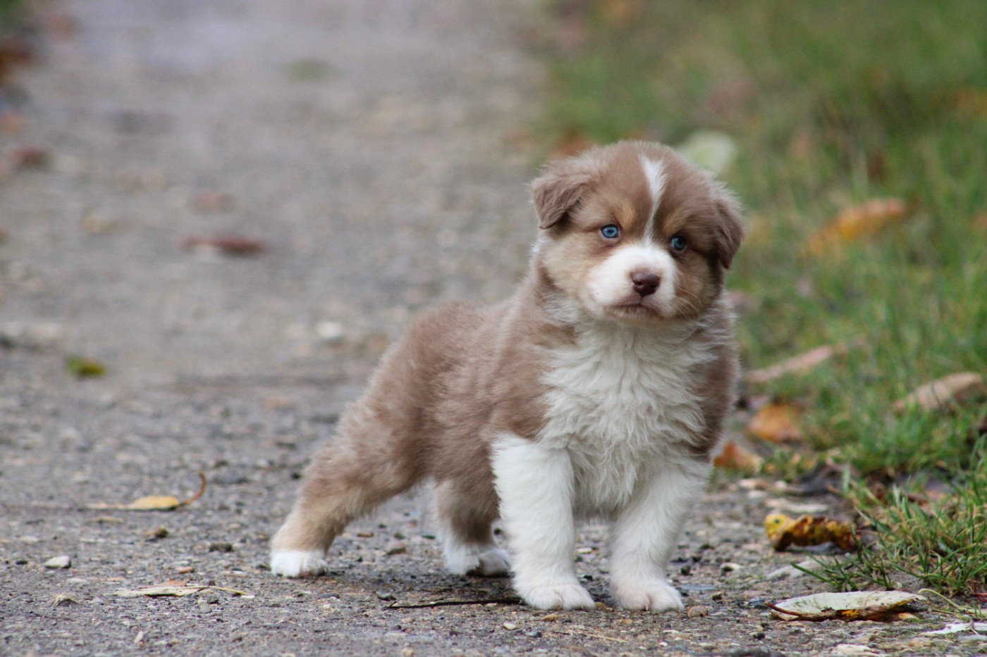 Des Reves d'Akuna - Chiots disponibles - Berger Australien