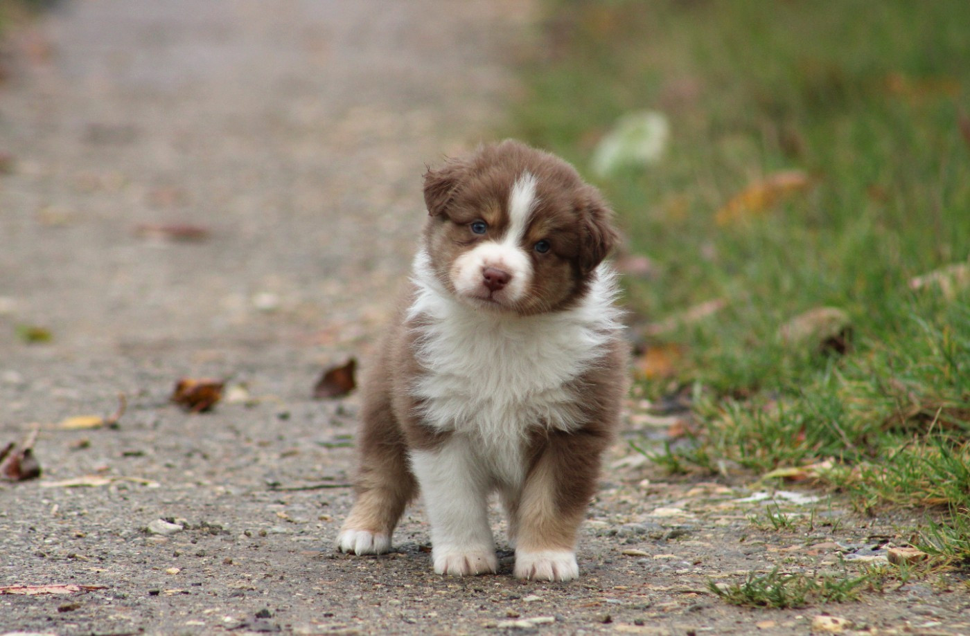 Des Reves d'Akuna - Chiots disponibles - Berger Australien