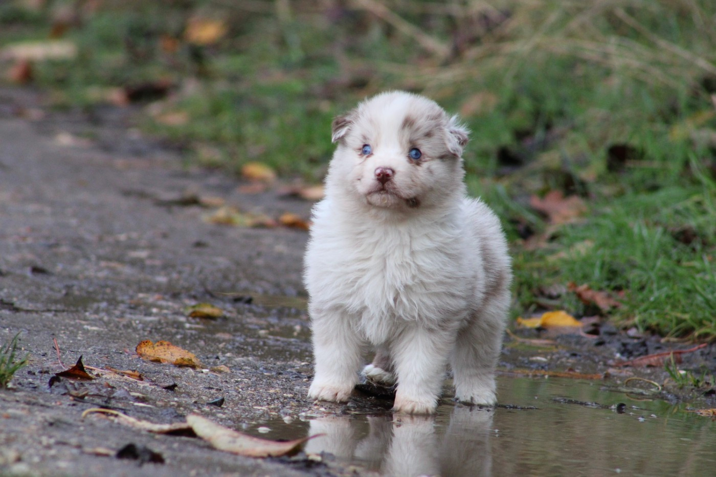 Des Reves d'Akuna - Chiots disponibles - Berger Australien