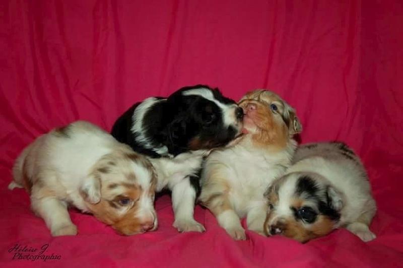 Des Reves d'Akuna - Berger Australien - Portée née le 28/03/2016