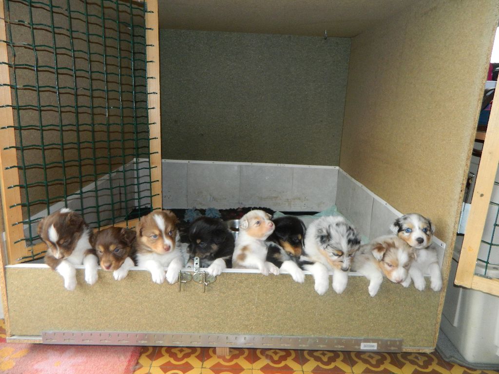 Des Reves d'Akuna - Berger Australien - Portée née le 10/03/2017